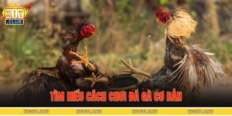 Tìm hiểu cách chơi đá gà cơ bản