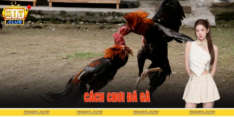 Cách Chơi Đá Gà - Đọc Vị Trận Đấu Như Cao Thủ Lâu Năm