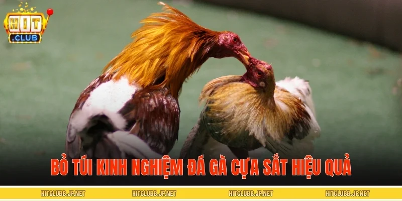 Bỏ túi kinh nghiệm đá gà cựa sắt hiệu quả